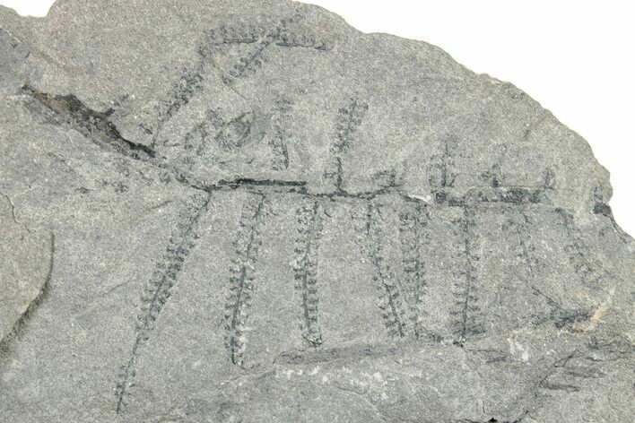 Pennsylvanian Fossil Flora Plate - Kentucky #252418